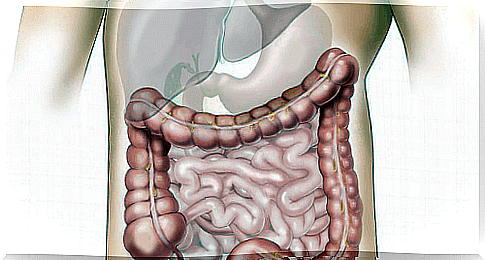 digestive system