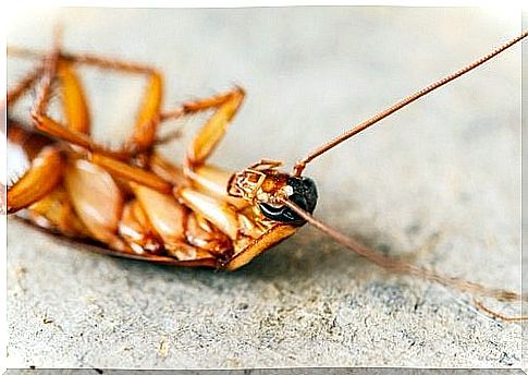 dead cockroach