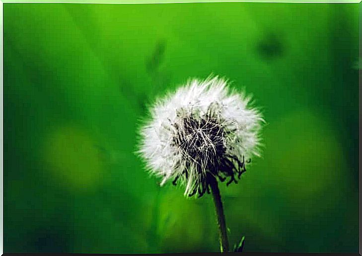 Dandelion can cause allergic rhinitis