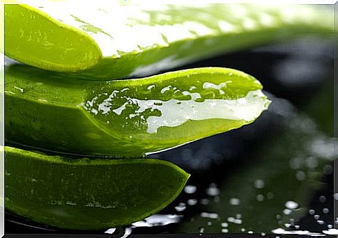 Aloe, refreshing and healing medicinal plant