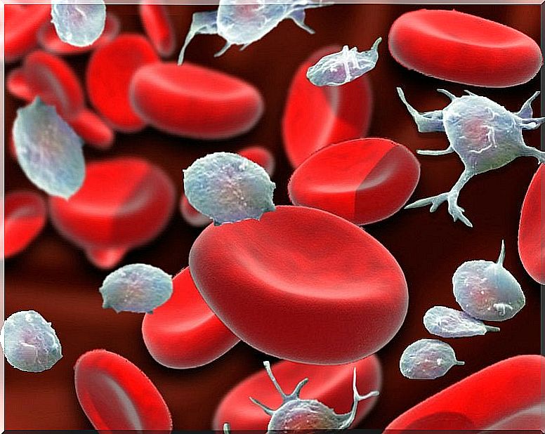 Aloe Vera Remedy to Increase Platelets Naturally