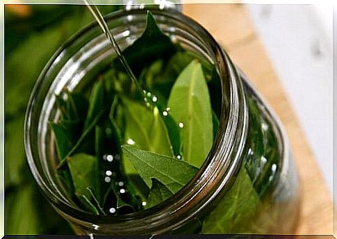 Bay Oil: How To Prepare It And Enjoy Its Amazing Benefits