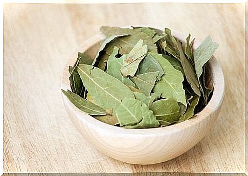 Container with bay leaves to prepare bay oil