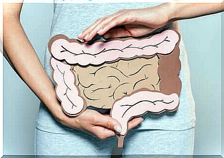 digestive tract