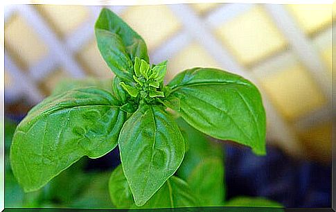 Basil to eliminate warts