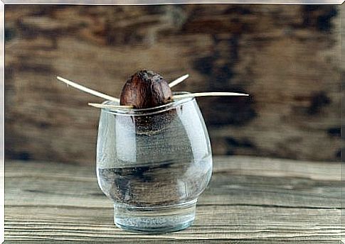 Guidance for germinating an avocado seed