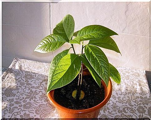 Avocado seed germinated at home