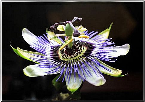 Passionflower helps stop smoking