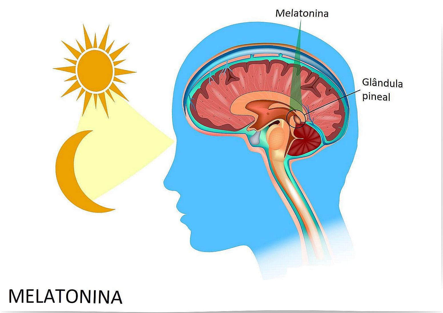 Pineal gland functioning