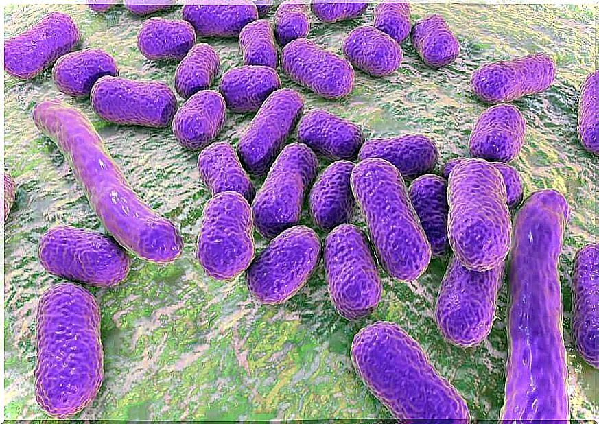 Bacteria