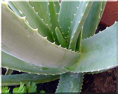 Aloe is one of the excellent natural laxatives